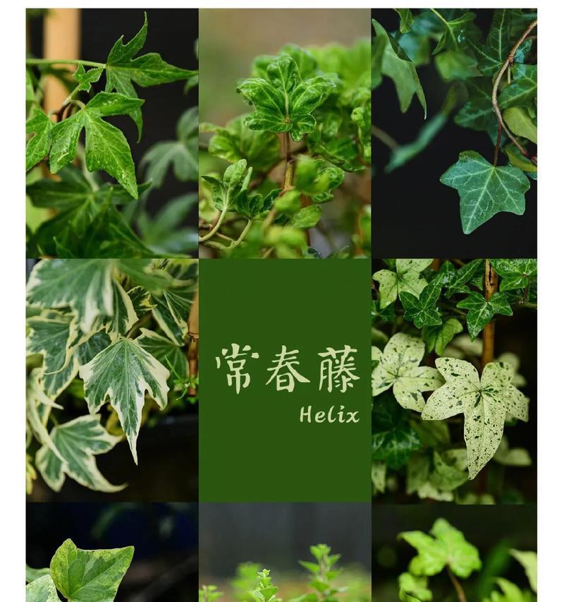常绿藤植物的养护方法是什么？
