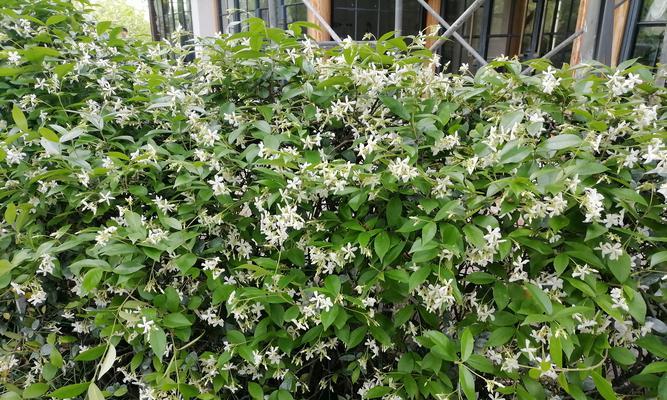 常绿藤植物的养护方法是什么？
