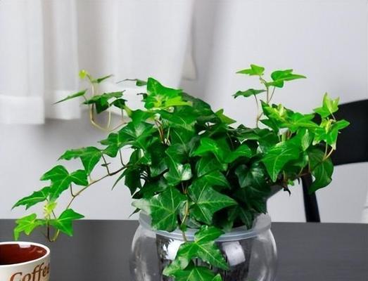 盆栽免费配送时应该选什么？如何挑选合适的免费配送盆栽？