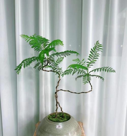 蓝花楹的花语有哪些？蓝花楹代表了什么？