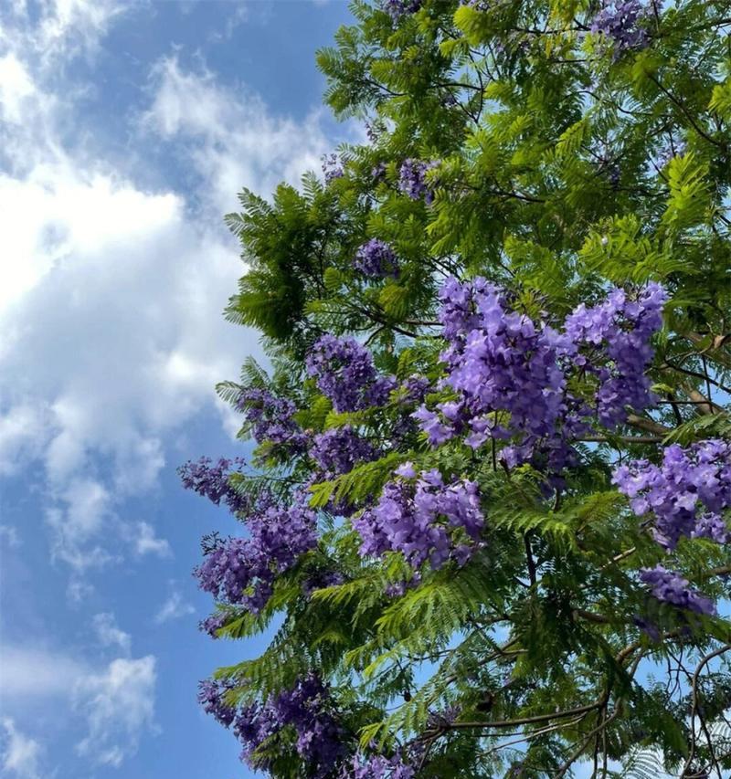 蓝花楹的花语有哪些？蓝花楹代表了什么？