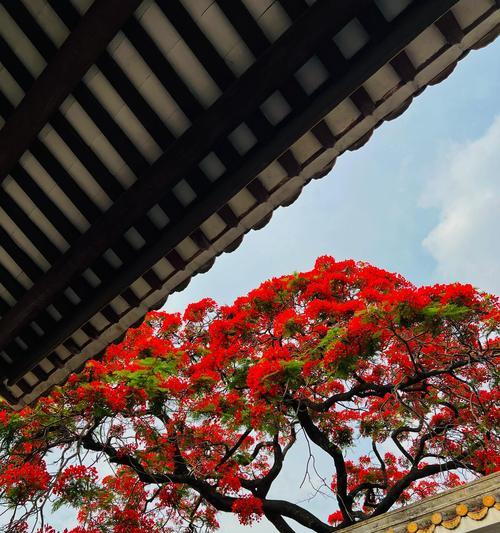 哪些花卉能在北方夏季开出红花？它们的生长特点是什么？