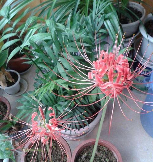 家庭种植哪些花卉最合适？