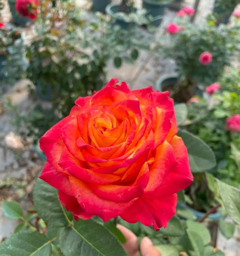 五朵彩色玫瑰花有何特别含义？