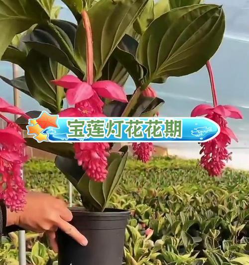 倒挂宝莲灯花卉的寓意是什么？