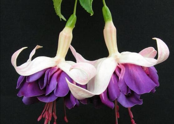倒挂宝莲灯花卉的寓意是什么？