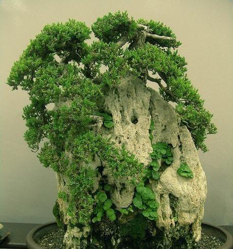 天下植物景观有哪些？如何欣赏？