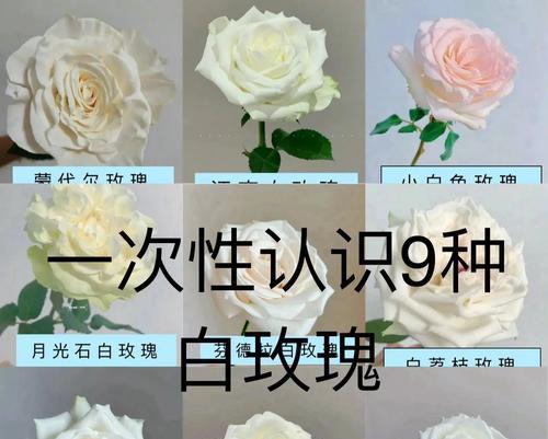 涂抹白玫瑰在身上代表什么？白玫瑰在身体艺术中的意义是什么？