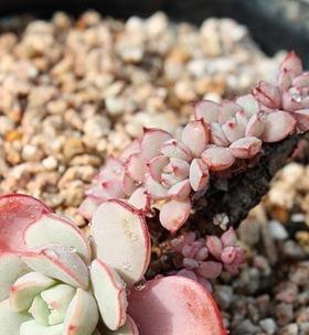 植物主播都有哪些？如何选择合适的植物直播？