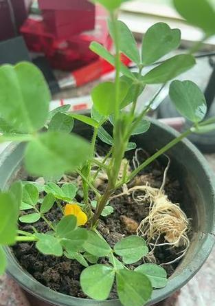 从前围栏的植物怎么形容？如何描述围栏植物的美？