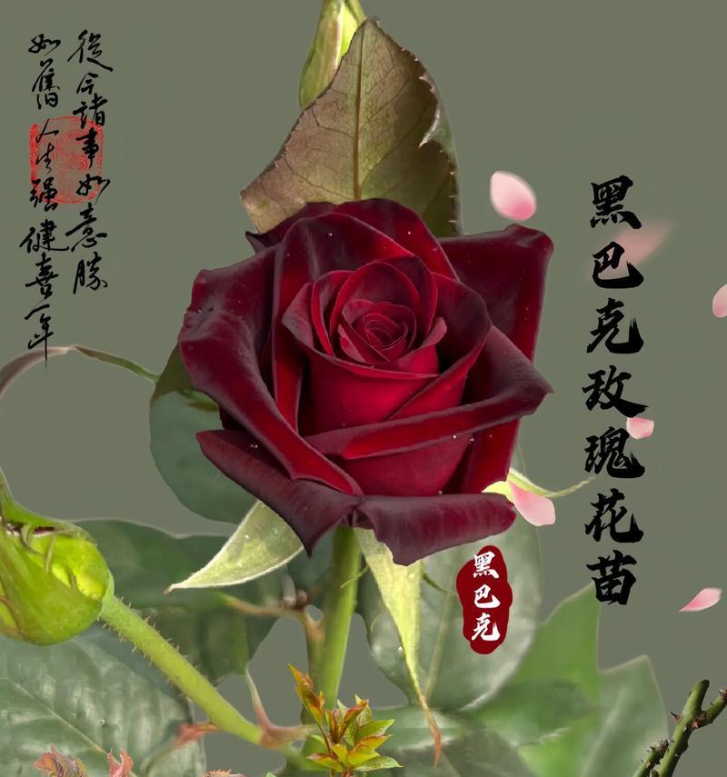 黑玫瑰的花语代表什么？黑玫瑰为何被视为祸害？
