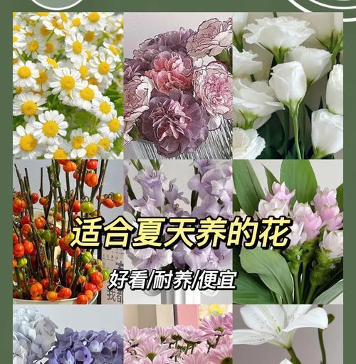 稀有花卉品种有哪些？它们的养护要点是什么？