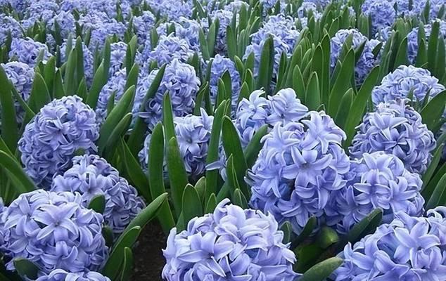 稀有花卉品种有哪些？它们的养护要点是什么？