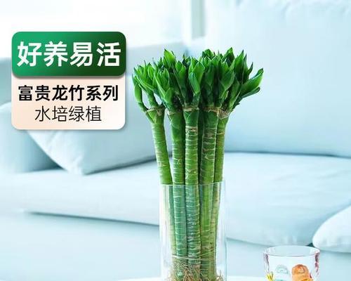 搬家时送盆栽有什么讲究？哪些盆栽适合作为搬家礼物？
