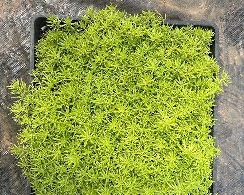 哪些植物适合绿化且抗寒耐寒？选择标准是什么？