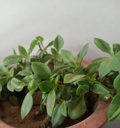 哪些植物适合绿化且抗寒耐寒？选择标准是什么？