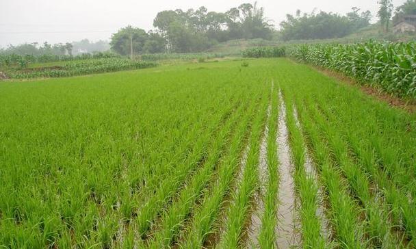 种植什么草能收获水稻呢？水稻种植有哪些特殊要求？