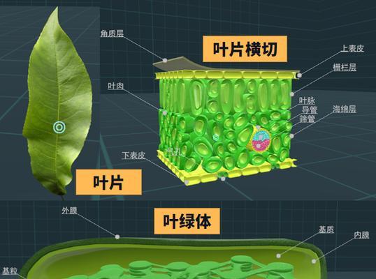 植物为什么大多是绿色的？绿色植物的光合作用原理是什么？