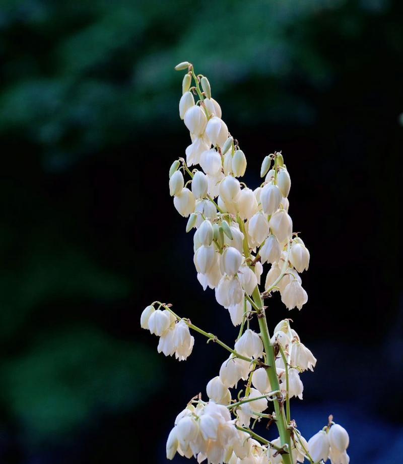 凤尾花的花语代表什么？