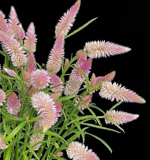 凤尾花的花语代表什么？