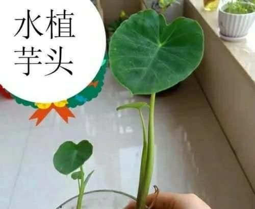 植物工具材料是什么？选择植物工具材料的标准是什么？