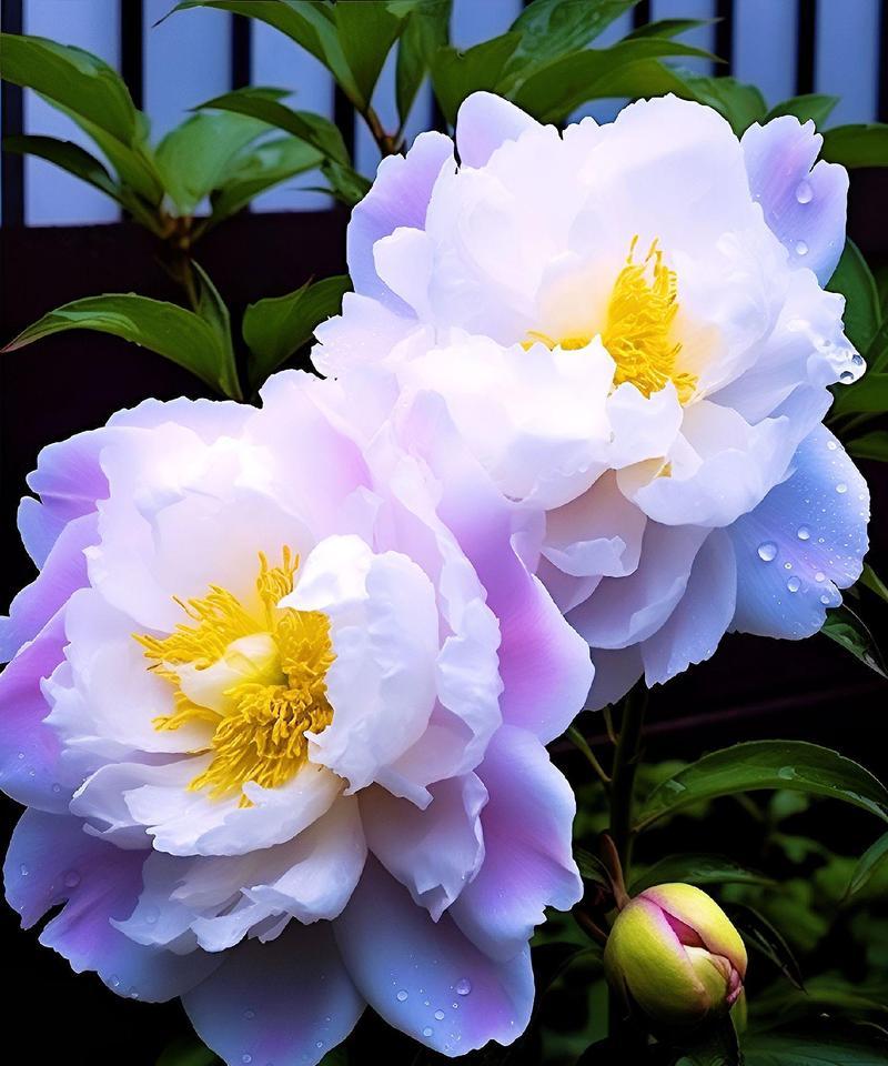 哪种花代表暗恋的花语？