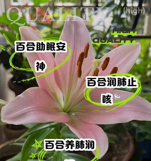 百合开不了苞什么意思呀？这是什么原因导致的？