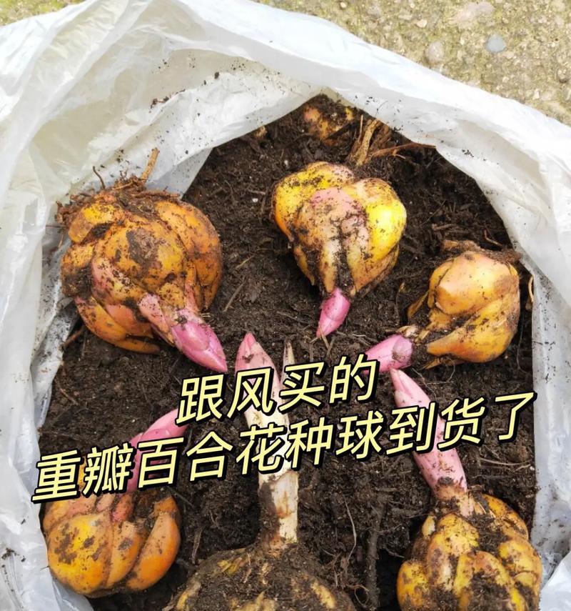 百合开不了苞什么意思呀？这是什么原因导致的？