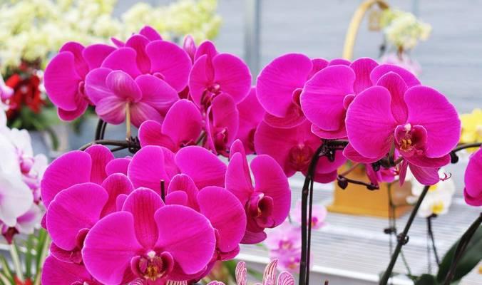 大花纹通常出现在哪种花卉品种上？这些花卉的养护要点是什么？