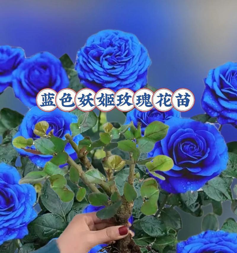 洗衣液中的蓝色玫瑰花象征什么？蓝色玫瑰花的含义是什么？
