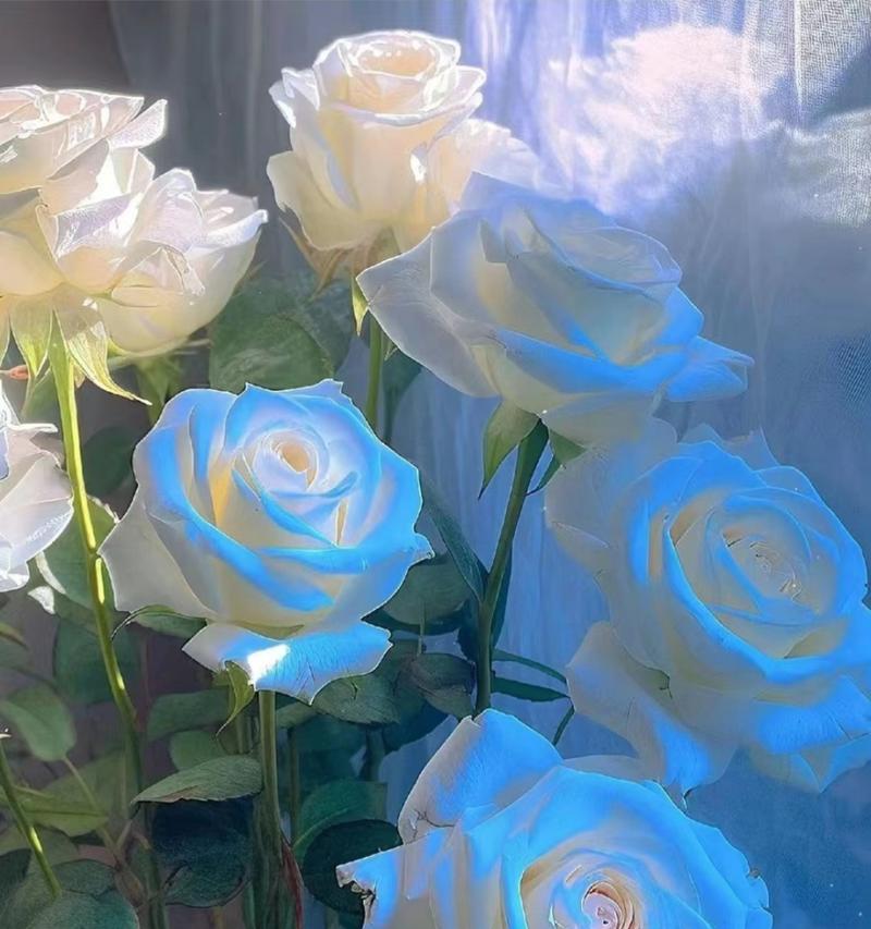 洗衣液中的蓝色玫瑰花象征什么？蓝色玫瑰花的含义是什么？