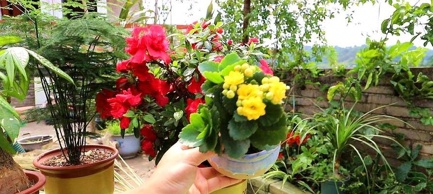 花卉馆提供哪些花草种植服务？种植这些花草需要注意什么？