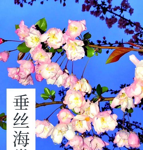 花卉馆提供哪些花草种植服务？种植这些花草需要注意什么？