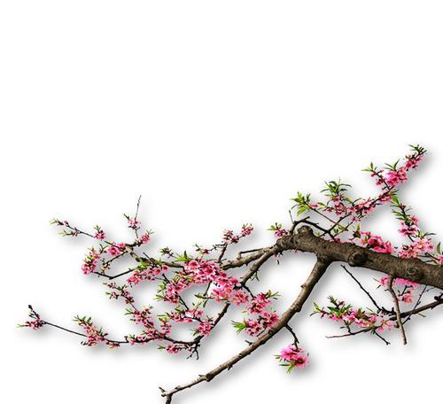 桃花花卉装饰纹样有哪些特点？如何应用？