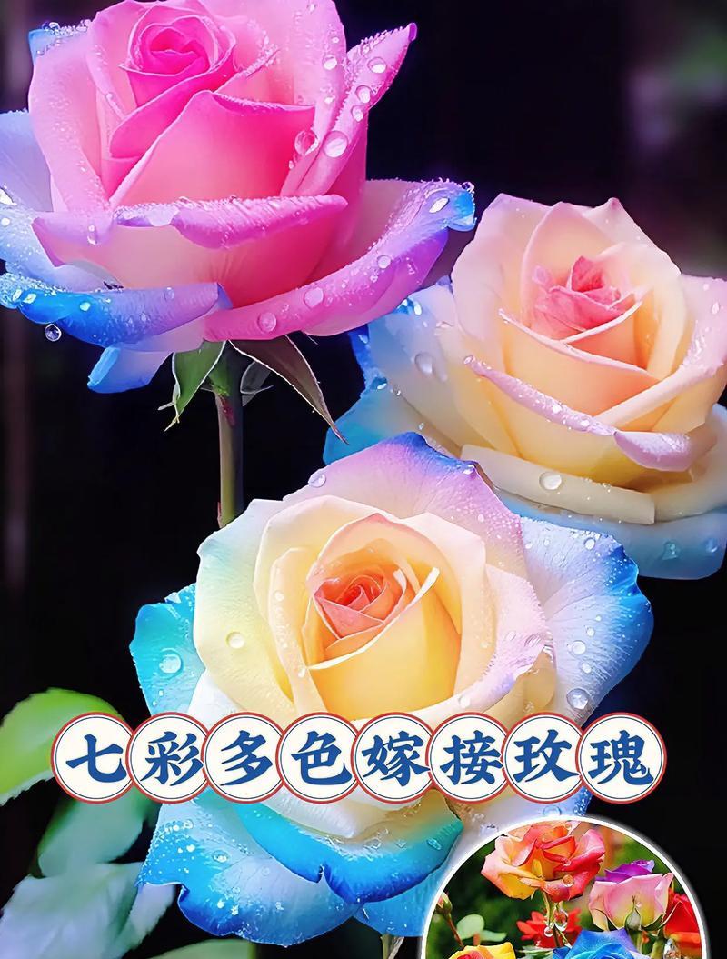 五束玫瑰花的象征意义是什么？