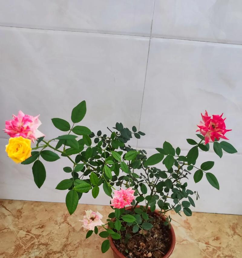 五束玫瑰花的象征意义是什么？