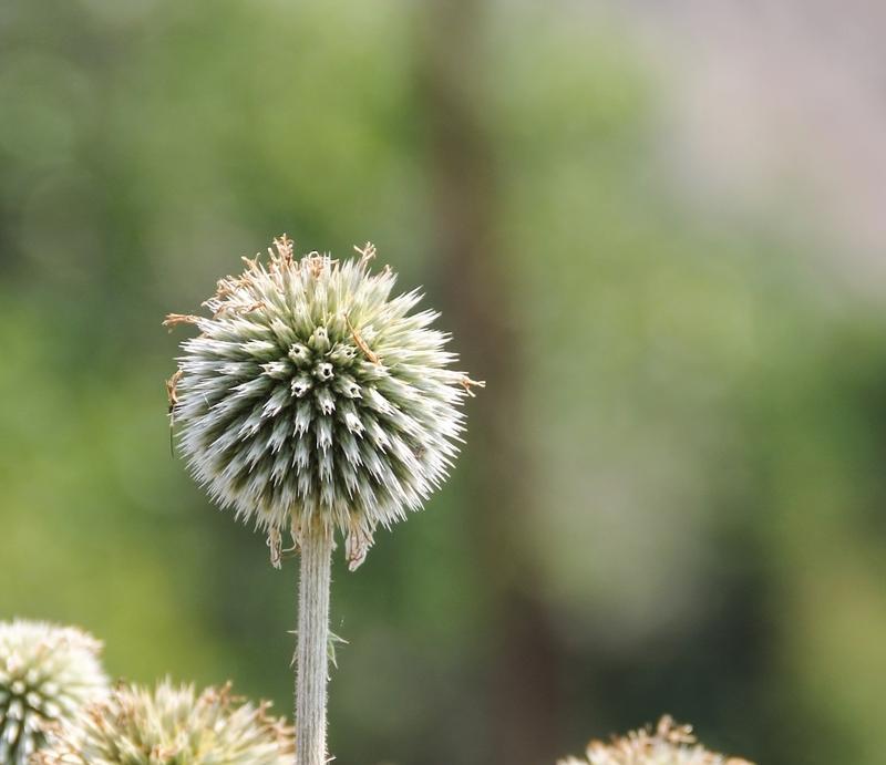 哪些植物种植最能带来经济效益？种植这些植物的市场前景如何？
