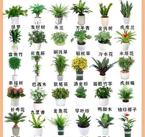 送女朋友哪种盆栽最合适？