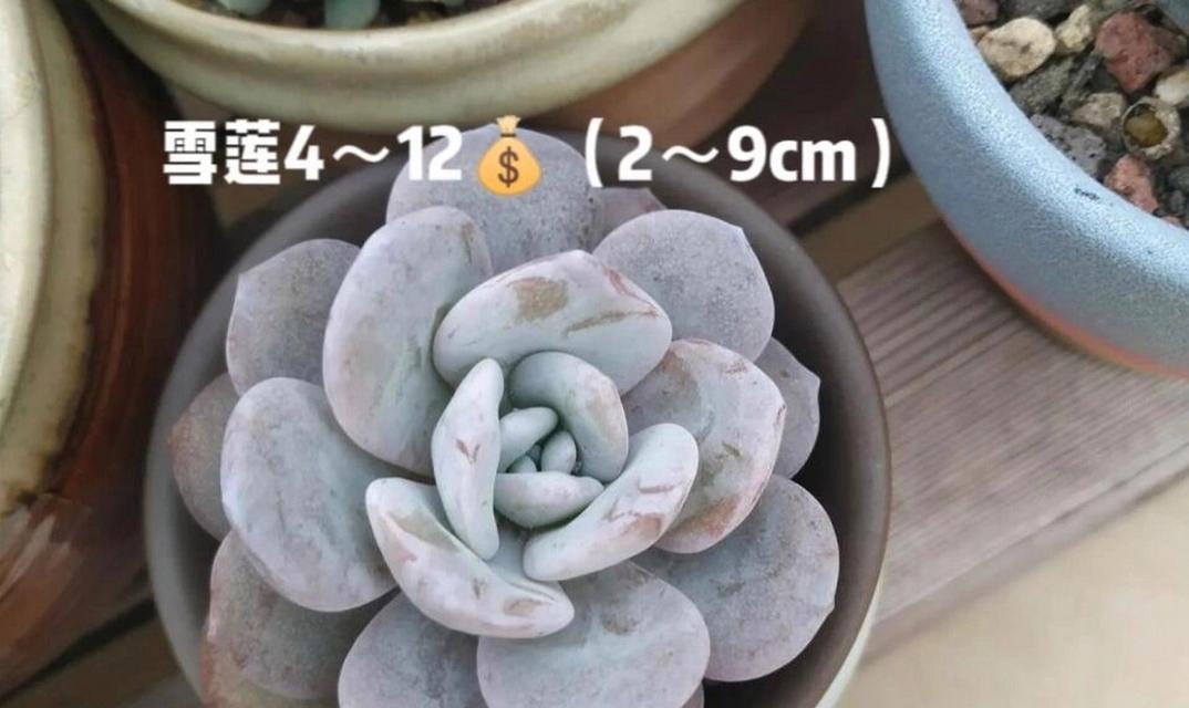 多肉植物为何具有肉质叶片？