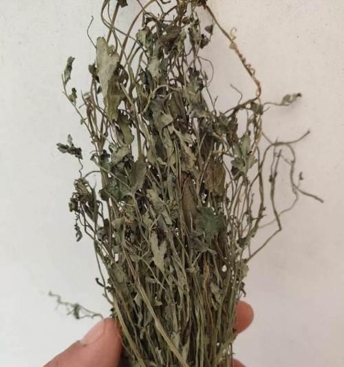 龙须花卉药物大全名称是什么？如何正确使用药物治疗龙须花卉？