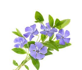 花卉花头增亮剂的作用是什么？使用方法是什么？
