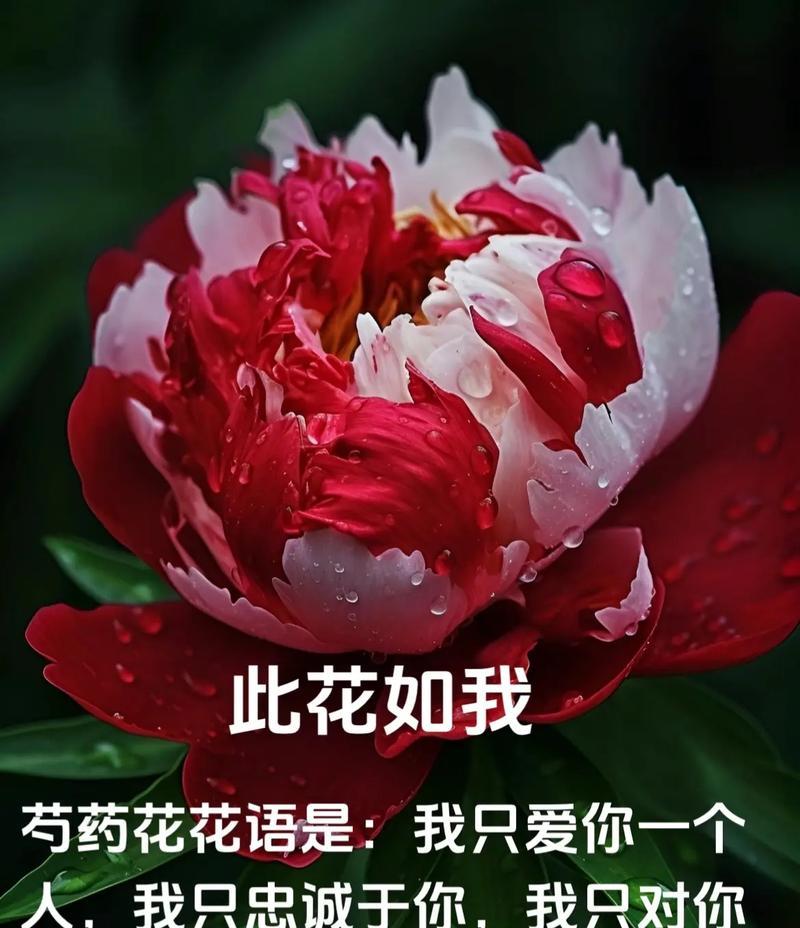 什么花的花语是初恋？哪种花代表着纯真的爱情？
