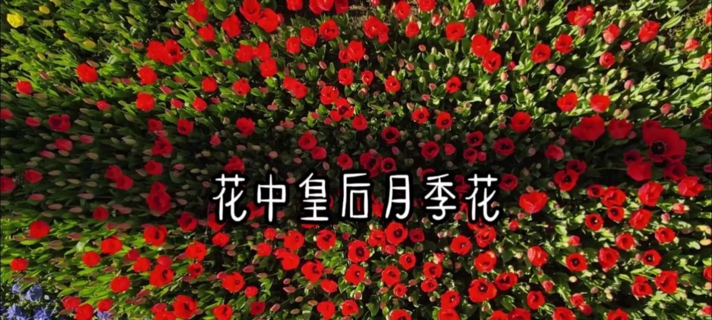 什么花的花语是初恋？哪种花代表着纯真的爱情？