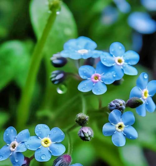 什么花的花语是初恋？哪种花代表着纯真的爱情？