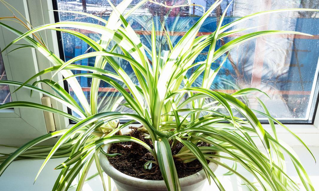 哪种盆栽植物最适合室内环境？如何选择适合房间的盆栽？