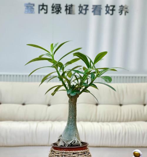 哪种盆栽植物最适合室内环境？如何选择适合房间的盆栽？