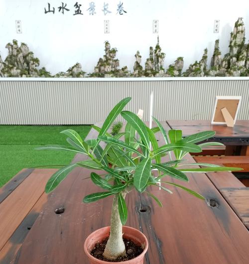 哪种盆栽植物最适合室内环境？如何选择适合房间的盆栽？