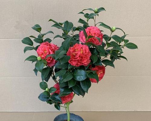 适合龙女种植的花卉品种有何特点？