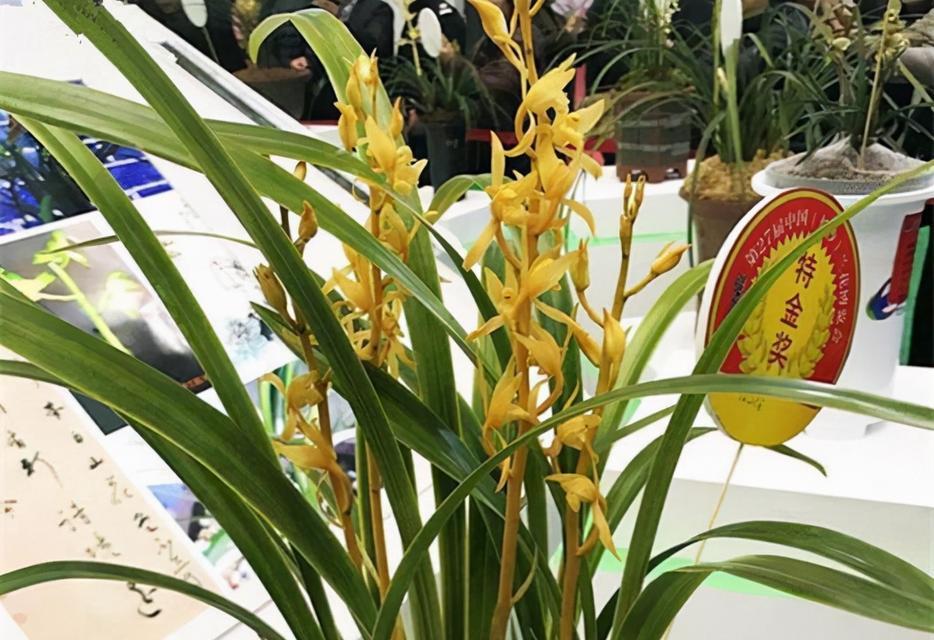 适合龙女种植的花卉品种有何特点？