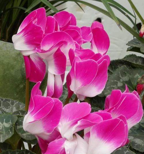 适合龙女种植的花卉品种有何特点？